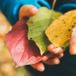 Mama liebt Listen #MachdirdasLebenleichter 5 Bätter sammeln steht auch auf meiner Herbst Bucketliste